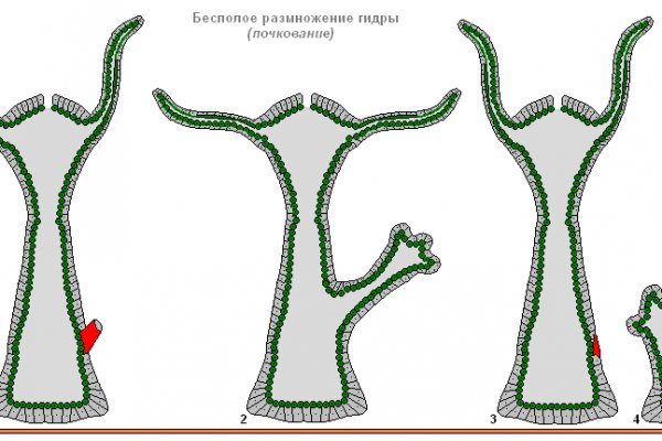 Что за приложение кракен