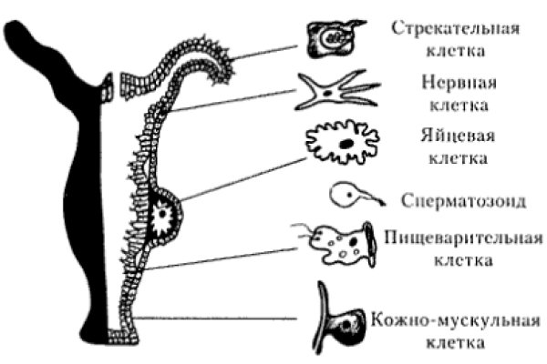 Кракен сайт krknwebs